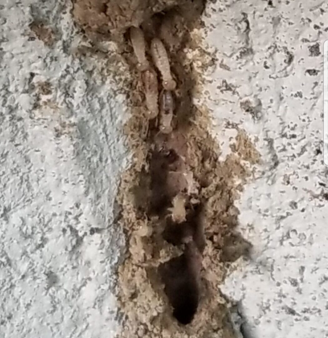 termite pic